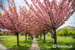 Kwitnące drzewka wiśniowe w Krakowie
